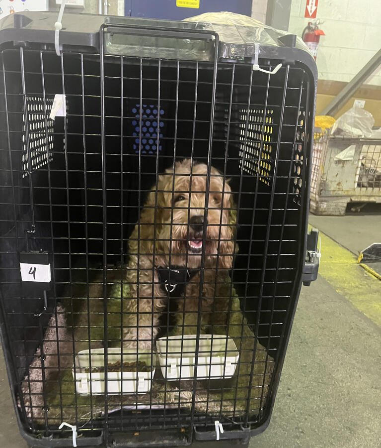 ⭐⭐⭐⭐⭐ Priya N. “Relocated two dogs internationally and everything went smoothly.