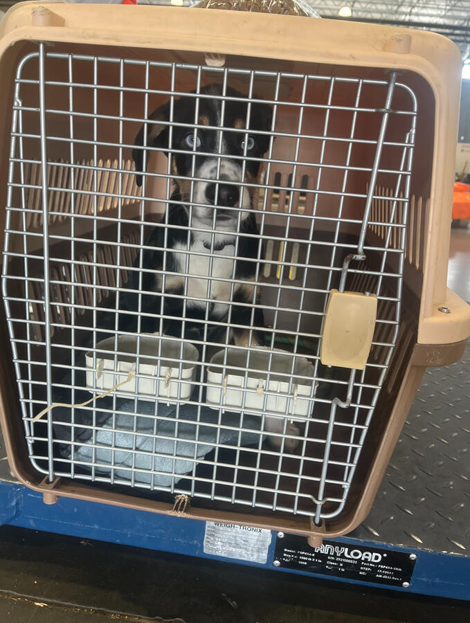 ⭐⭐⭐⭐⭐ Michael K. “Smooth process, professional team, and great care for our pet.